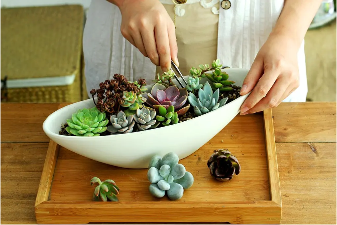 愛意盎然|多肉植物DIY